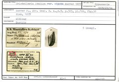 Karteikarte zum Syntyp von Cristellaria italica cincta Karrer, 1877